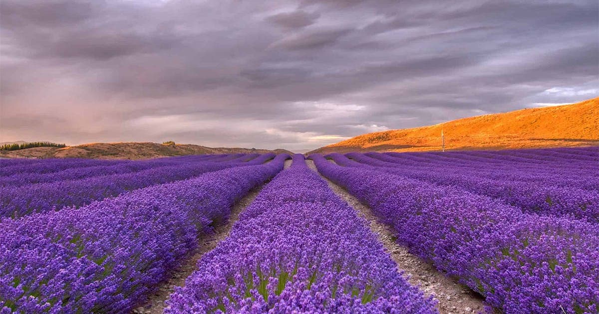 A Day Trip to Wanaka Lavender Farm